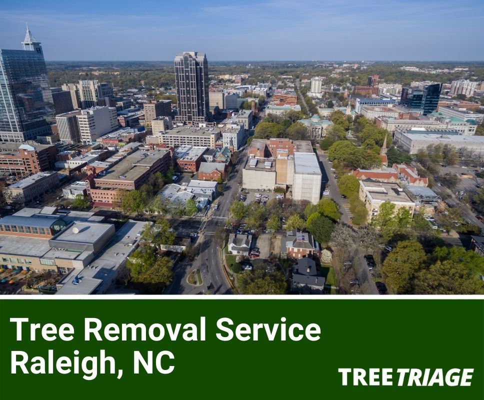 Tree Removal Service Raleigh, NC-1