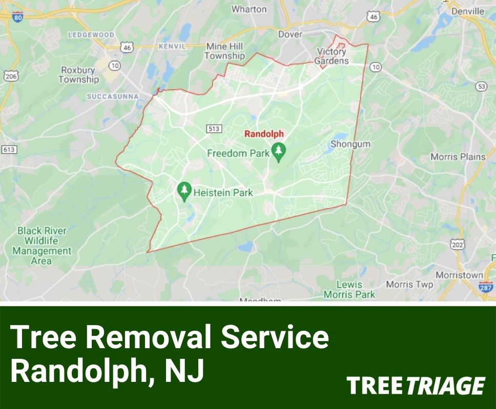Tree Removal Service Randolph, NJ-1