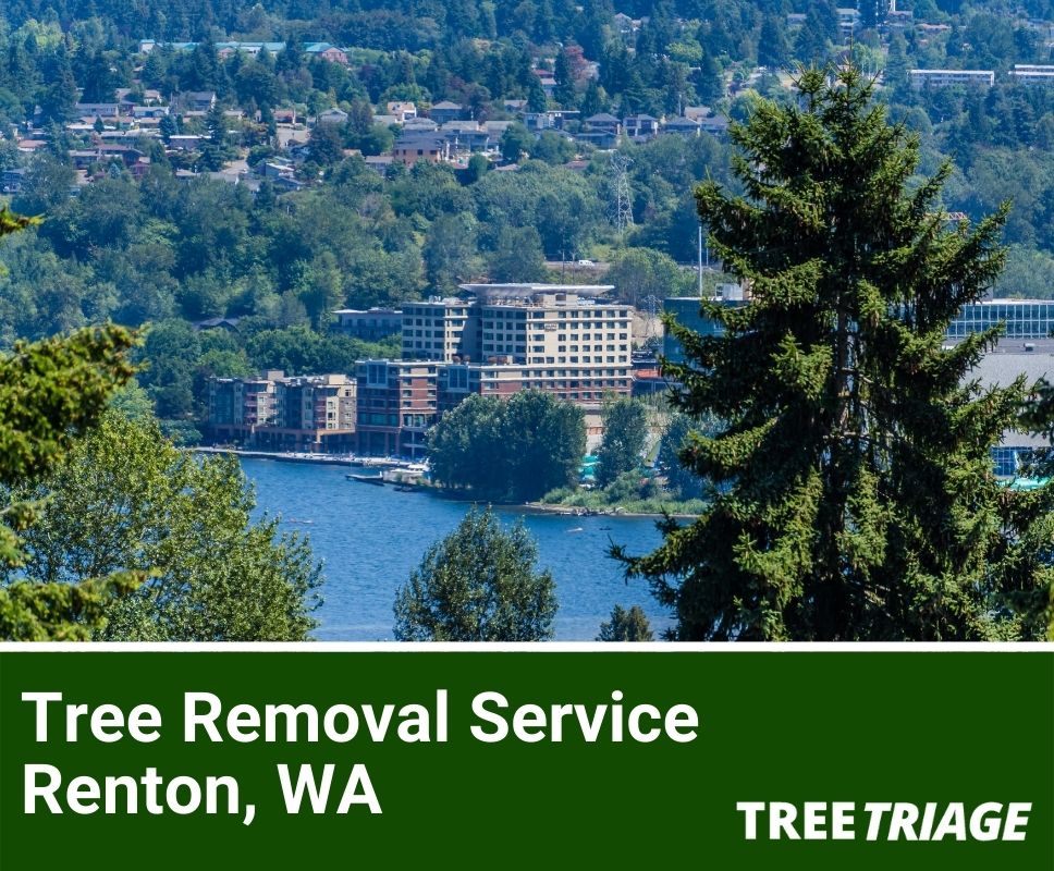 Tree Removal Service Renton, WA-1