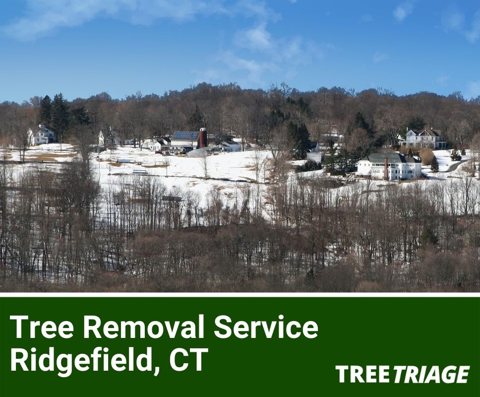 Tree Removal Service Ridgefield, CT-1