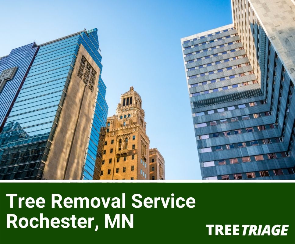 Tree Removal Service Rochester, MN-1(4)