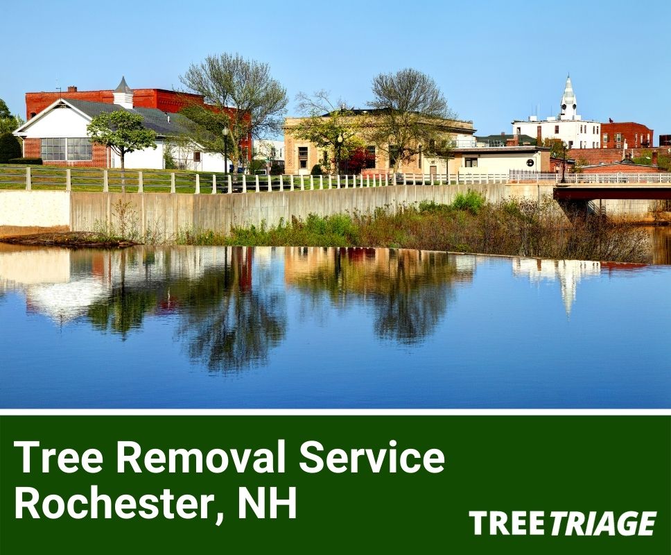 Tree Removal Service Rochester, NH-1
