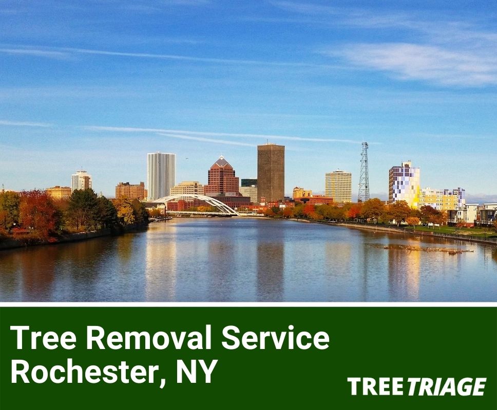Tree Removal Service Rochester, NY-1