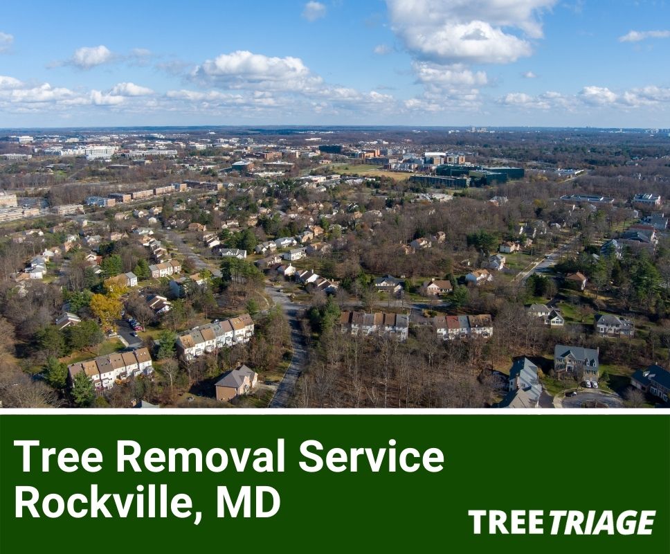 Tree Removal Service Rockville, MD-1(1)