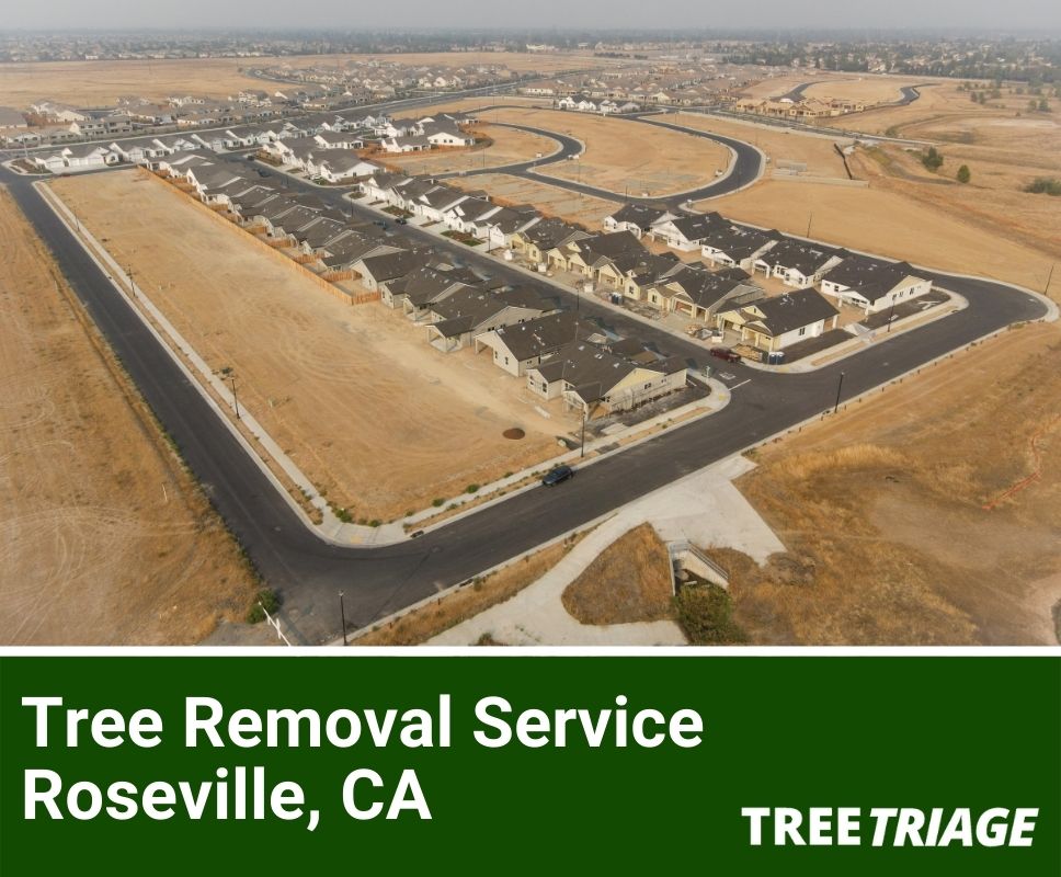 Tree Removal Service Roseville, CA-1