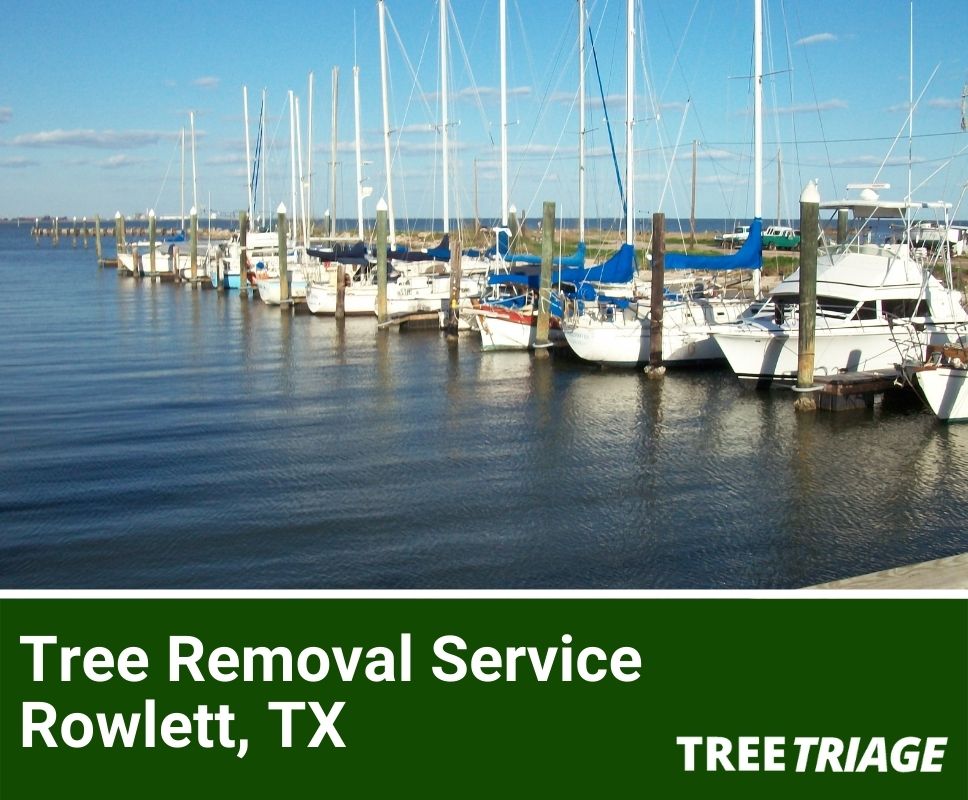 Tree Removal Service Rowlett, TX-1