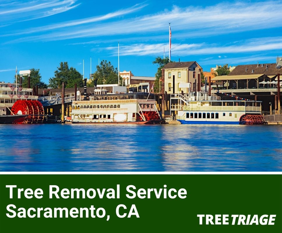 Tree Removal Service Sacramento, CA-1