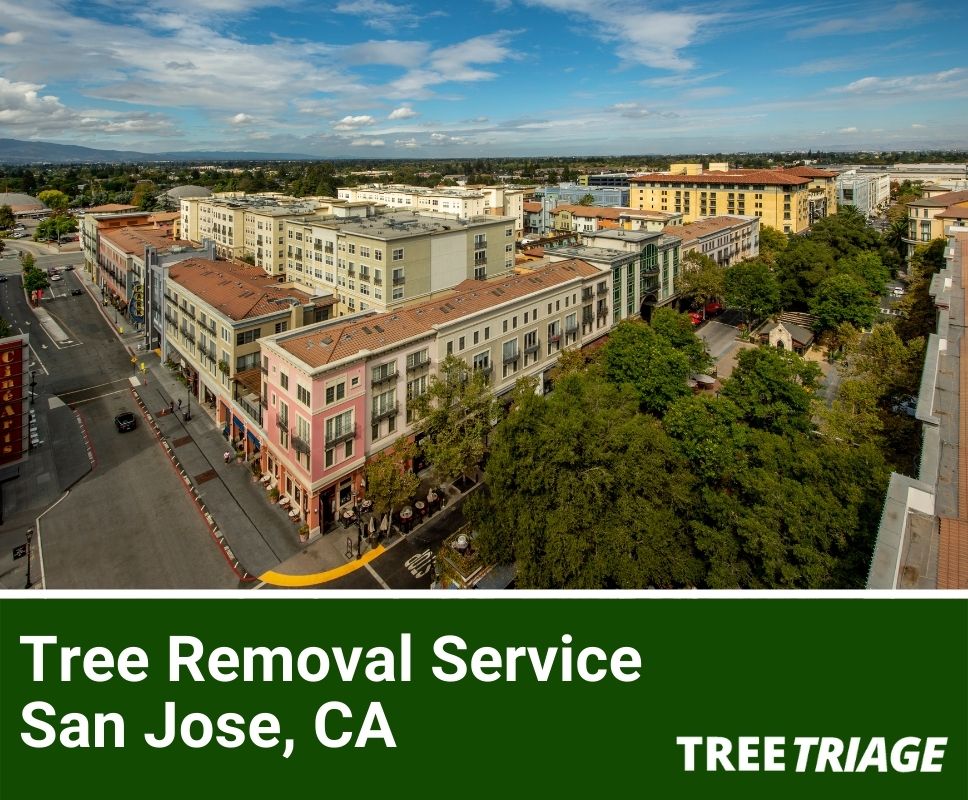 Tree Removal Service San Jose, CA-1