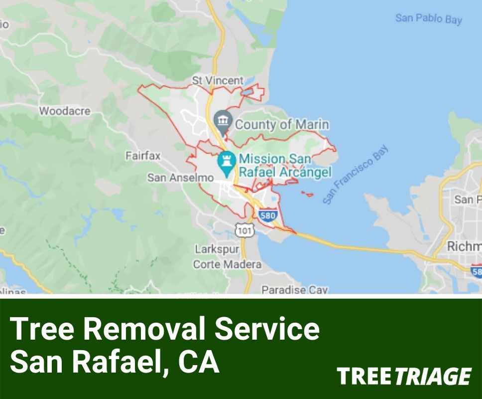 Tree Removal Service San Rafael, CA-1