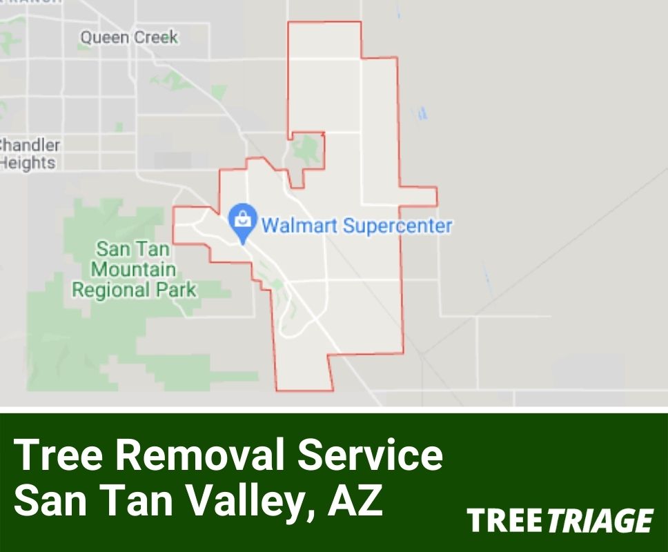 Tree Removal Service San Tan Valley, AZ-1