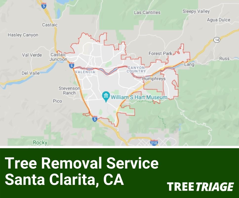 Tree Removal Service Santa Clarita, CA-1