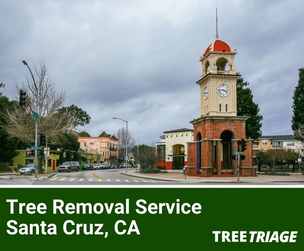 Tree Removal Service Santa Cruz, CA-1