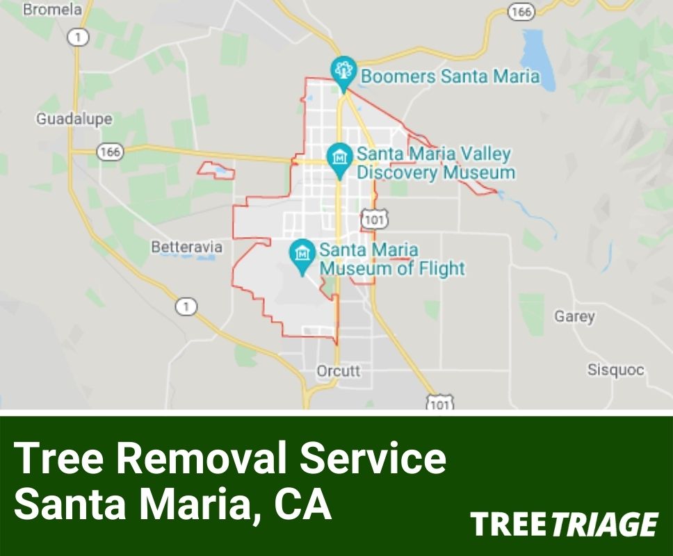 Tree Removal Service Santa Maria, CA-1