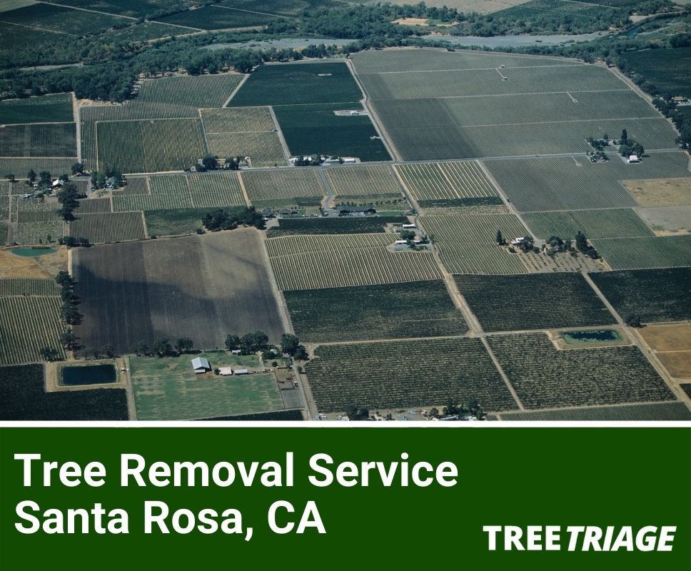 Tree Removal Service Santa Rosa, CA-2