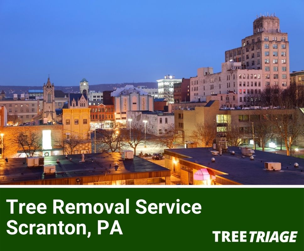 Tree Removal Service Scranton, PA-1