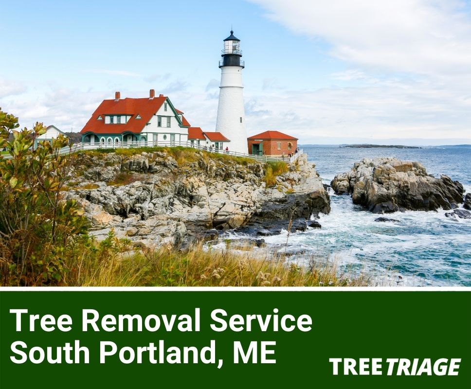 Tree Removal Service South Portland, ME-1
