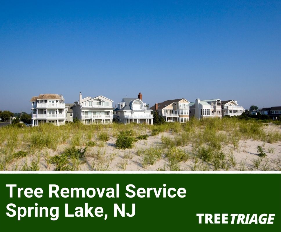 Tree Removal Service Spring Lake, NJ-1