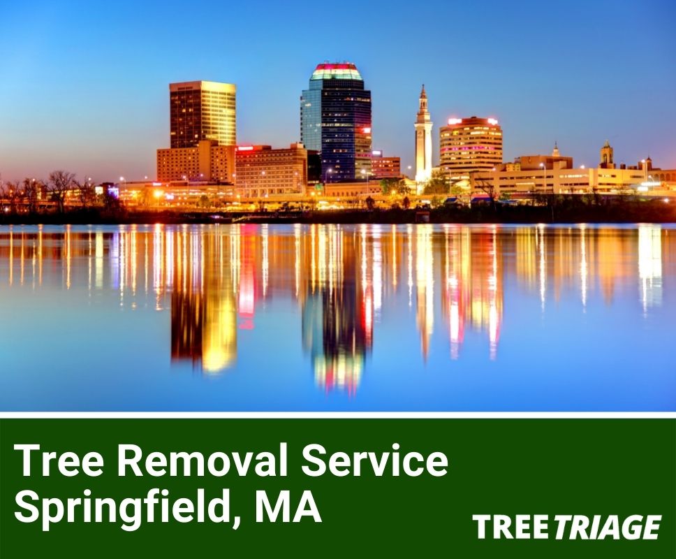 Tree Removal Service Springfield, MA-1