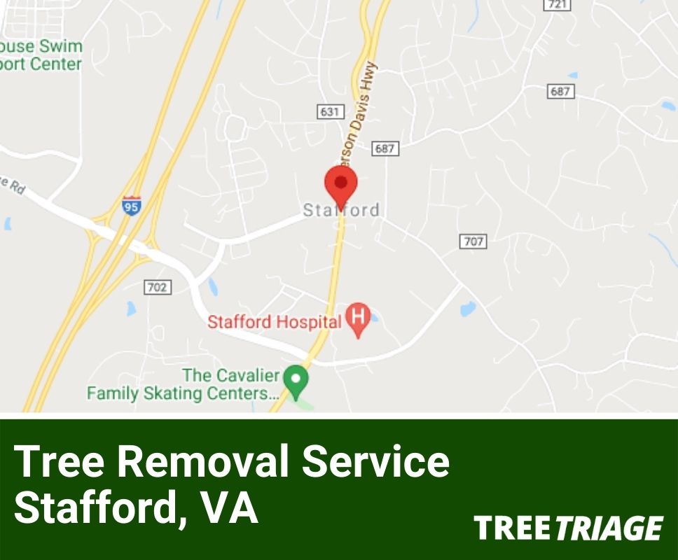 Tree Removal Service Stafford, VA-1