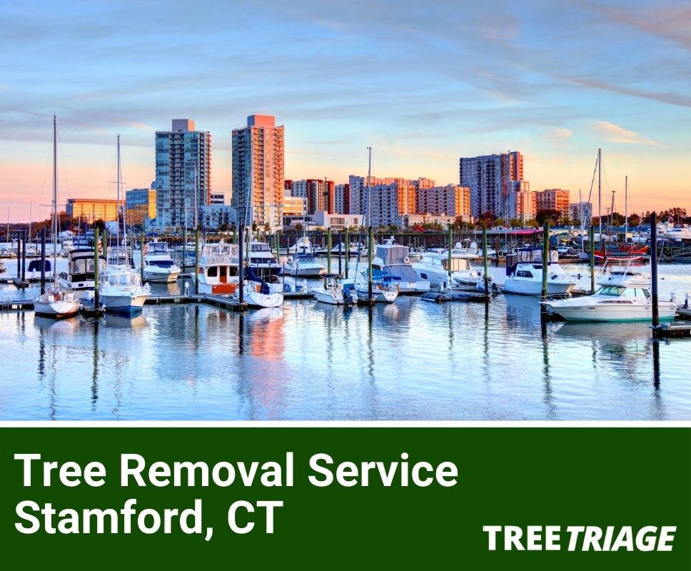 Tree Removal Service Stamford, CT-1
