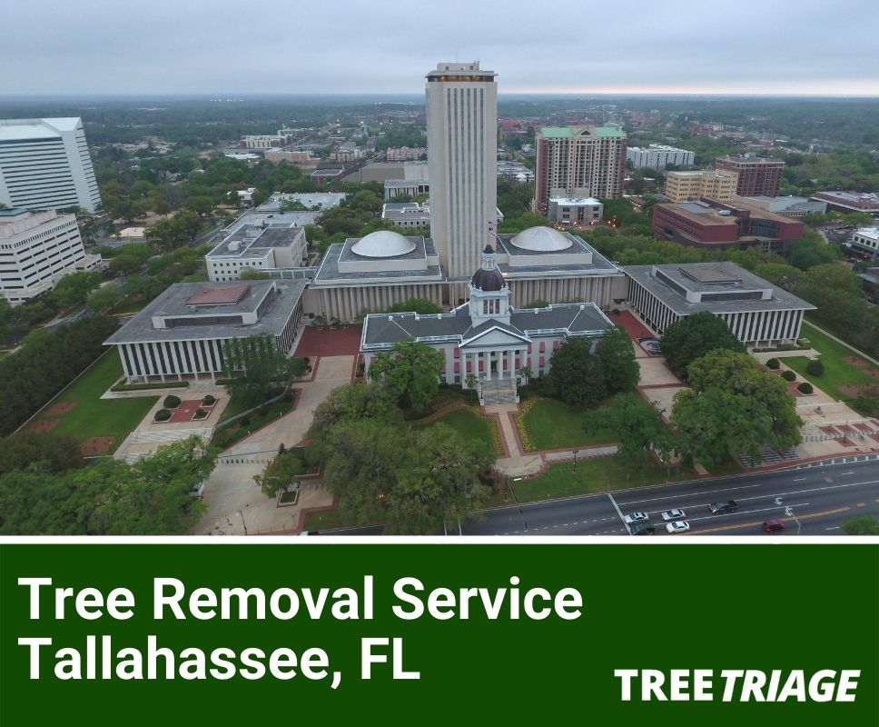Tree Removal Service Tallahassee, FL-1
