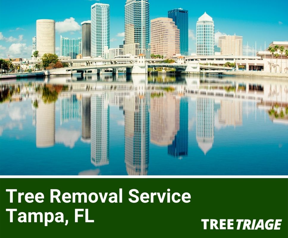 Tree Removal Service Tampa, FL-1