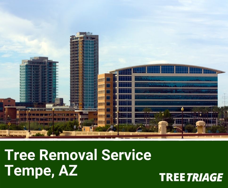 Tree Removal Service Tempe, AZ-1