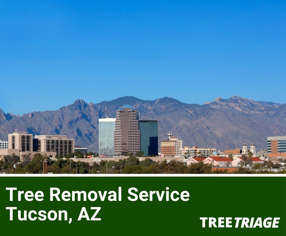 Tree Removal Service Tucson, AZ-1