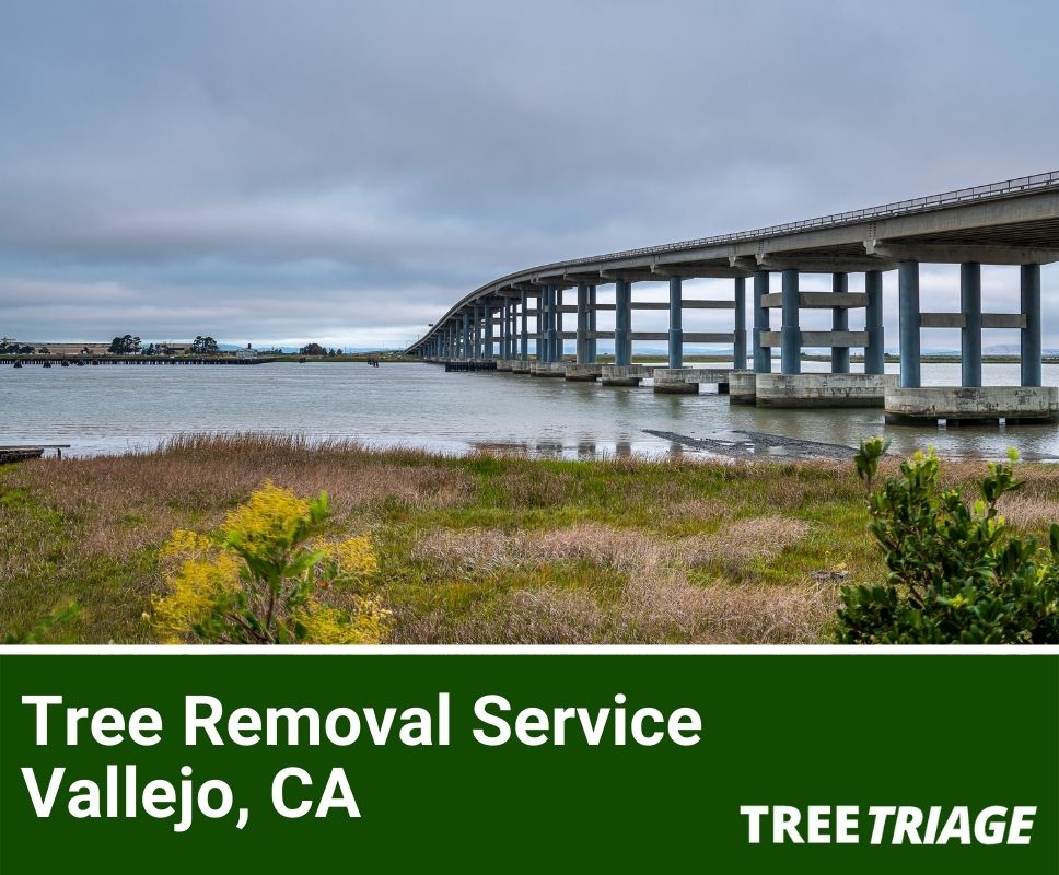 Tree Removal Service Vallejo, CA-1