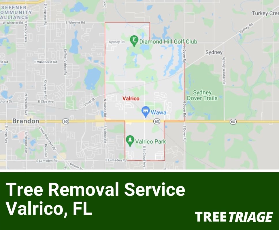 Tree Removal Service Valrico, FL-1