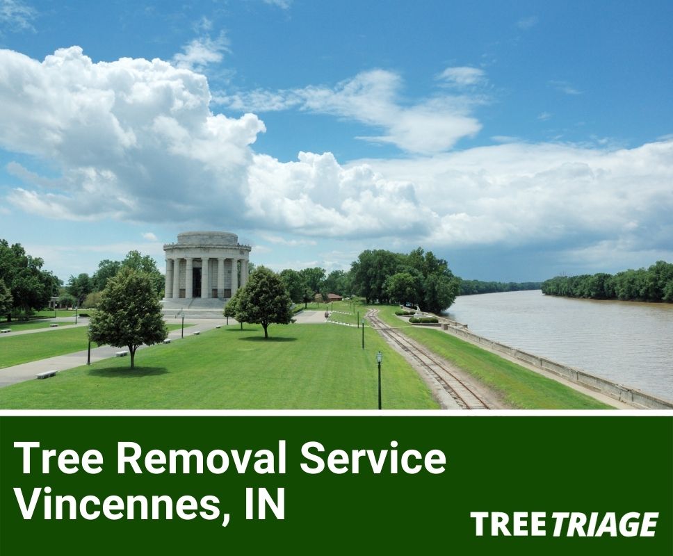 Tree Removal Service Vincennes, IN-1