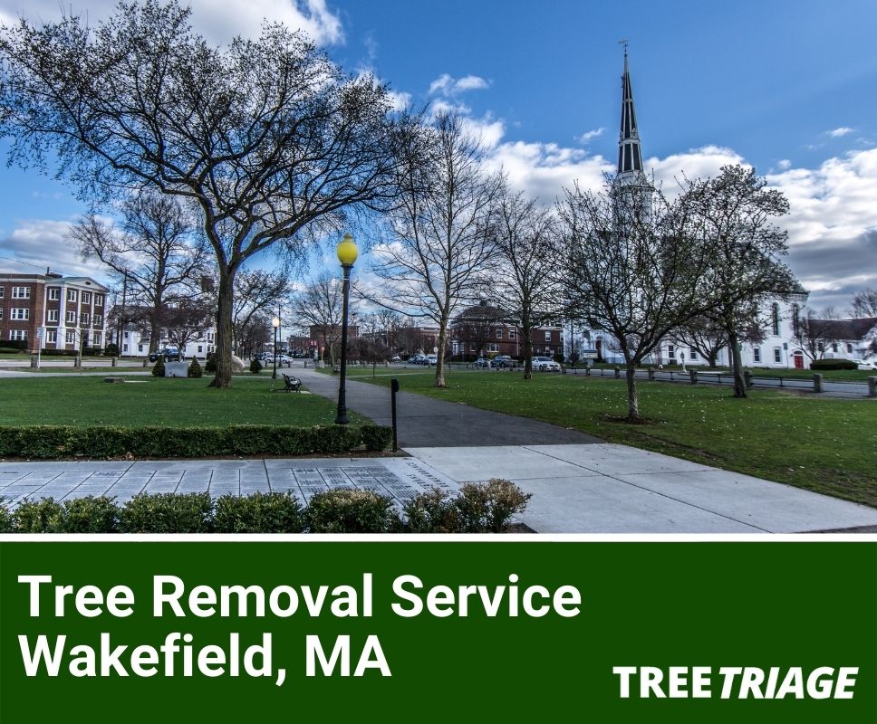 Tree Removal Service Wakefield, MA-1