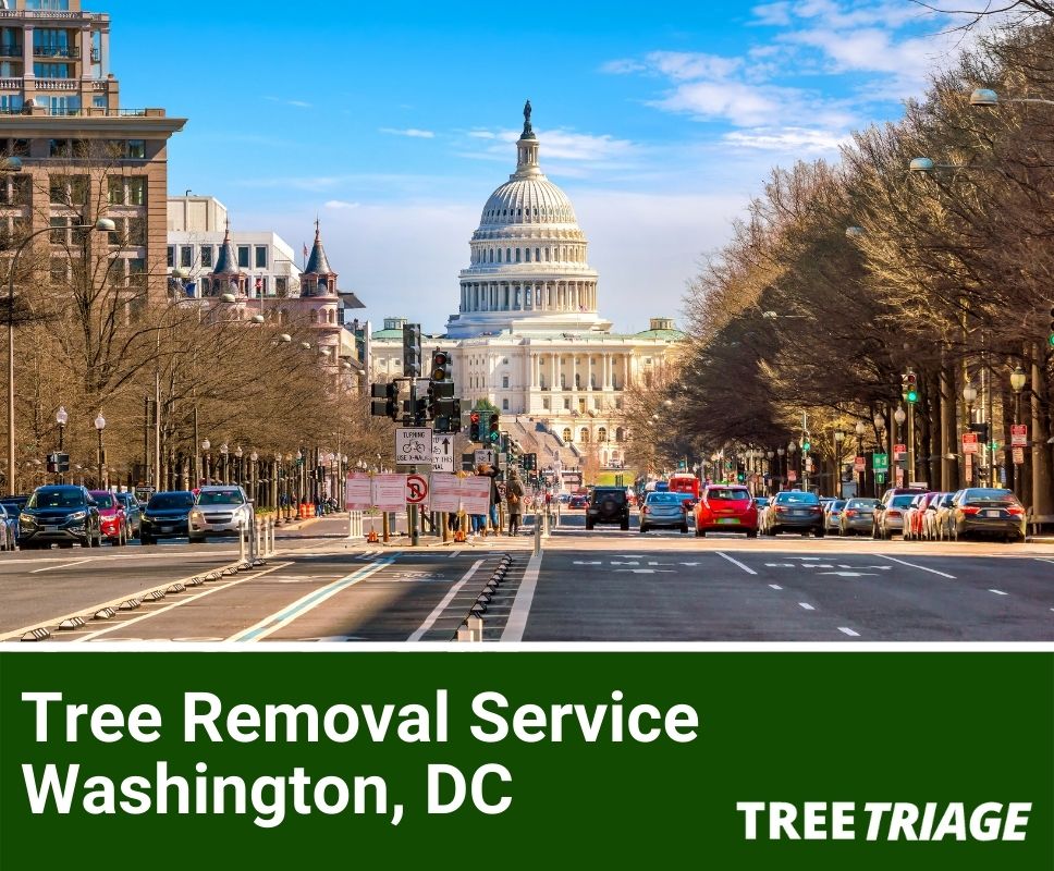 Tree Removal Service Washington, DC-1