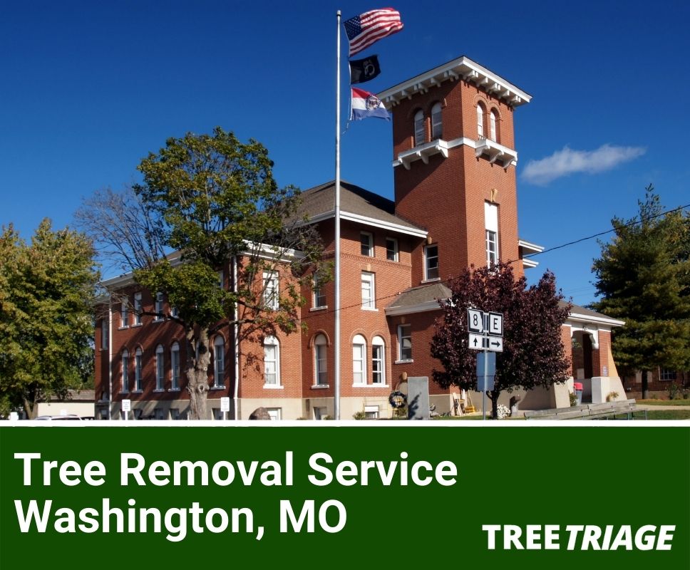 Tree Removal Service Washington, MO-1