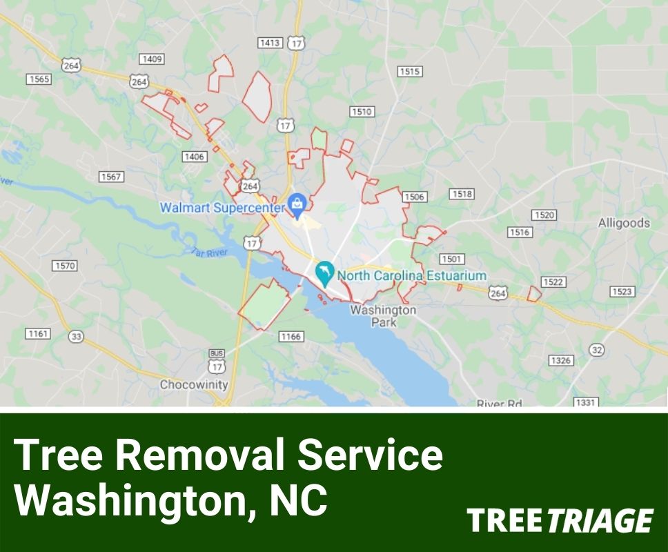 Tree Removal Service Washington, NC-1