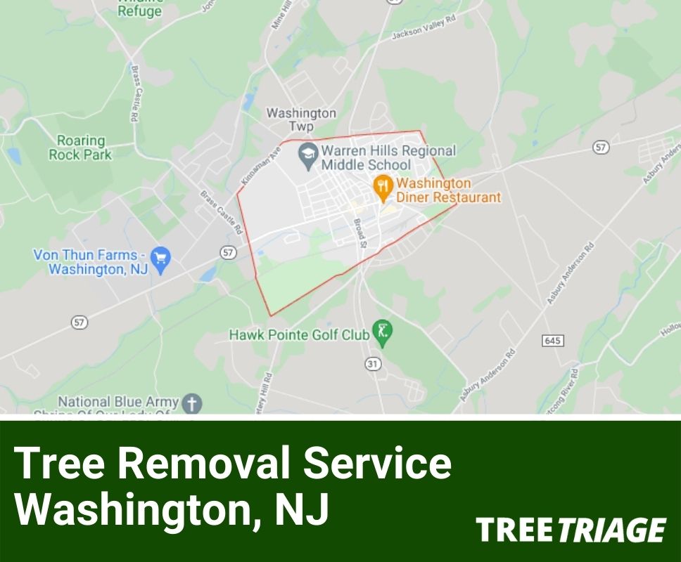 Tree Removal Service Washington, NJ-1