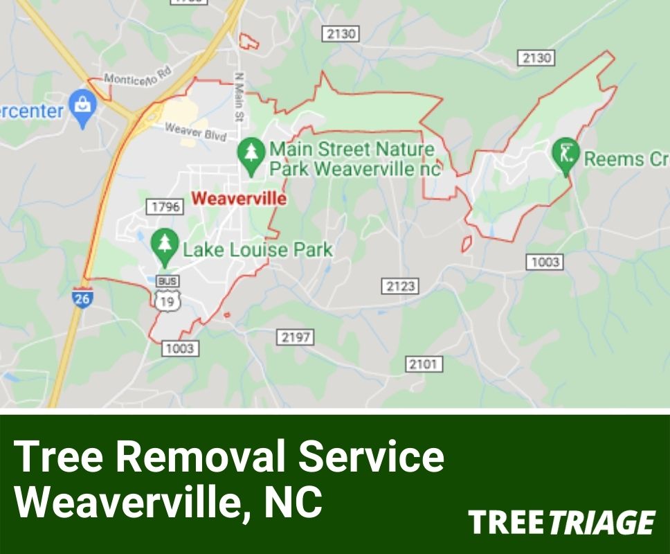Tree Removal Service Weaverville, NC-1
