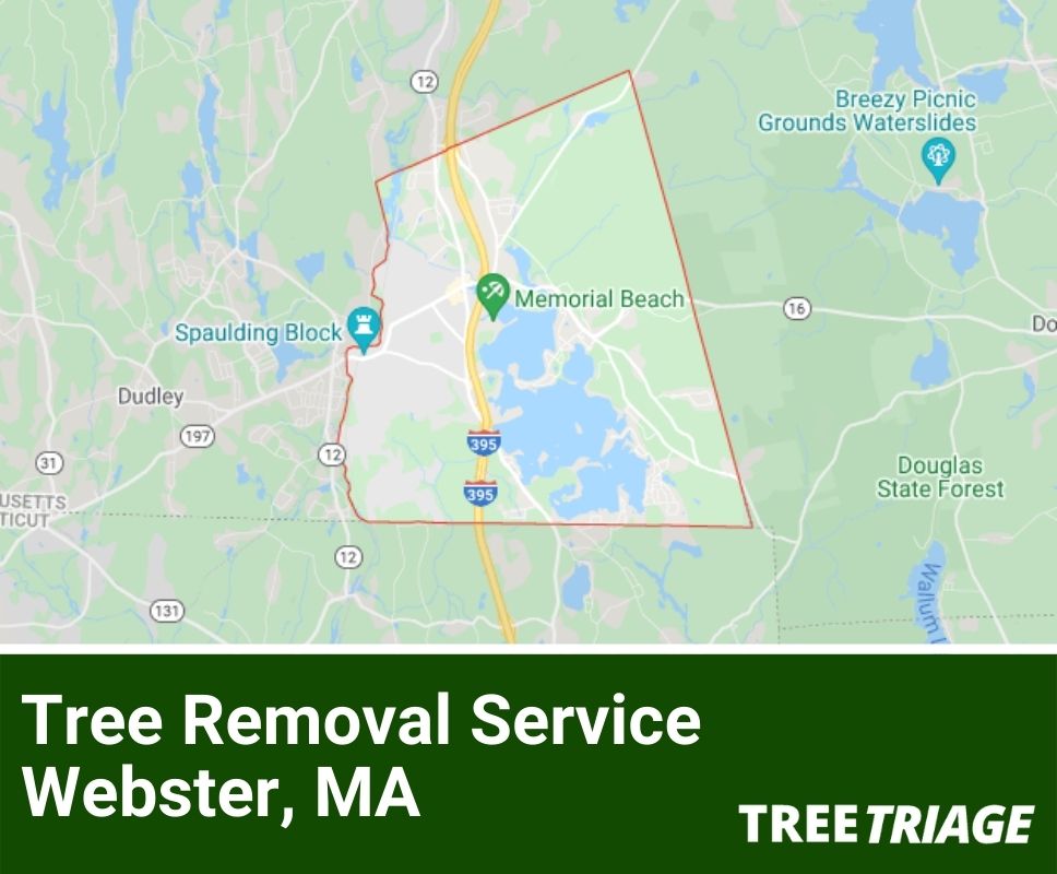 Tree Removal Service Webster, MA-1