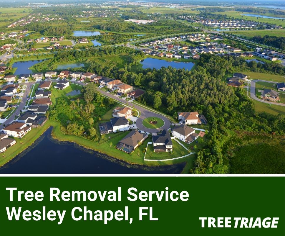 Tree Removal Service Wesley Chapel, FL-1