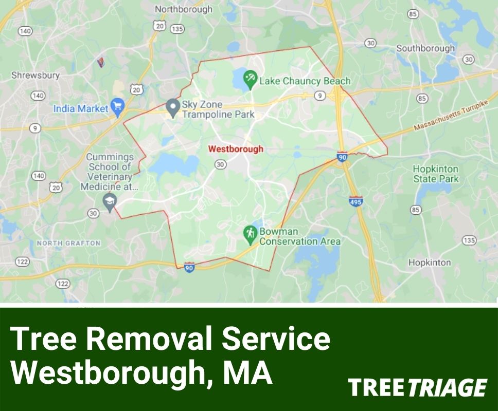 Tree Removal Service Westborough, MA-1