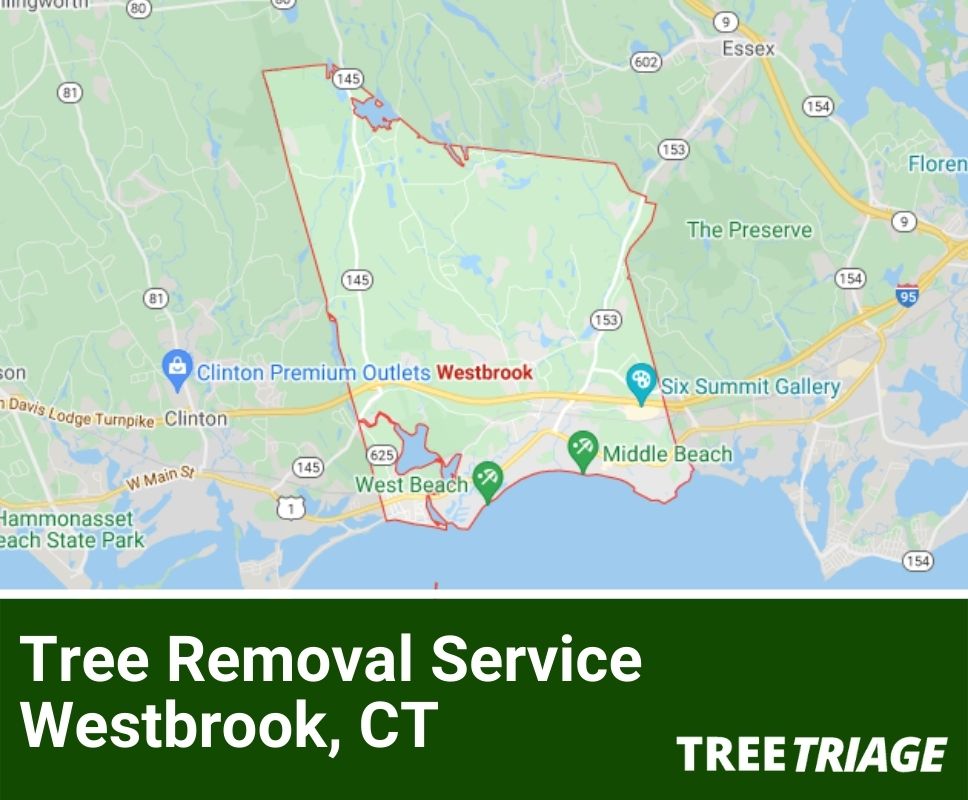 Tree Removal Service Westbrook, CT-1