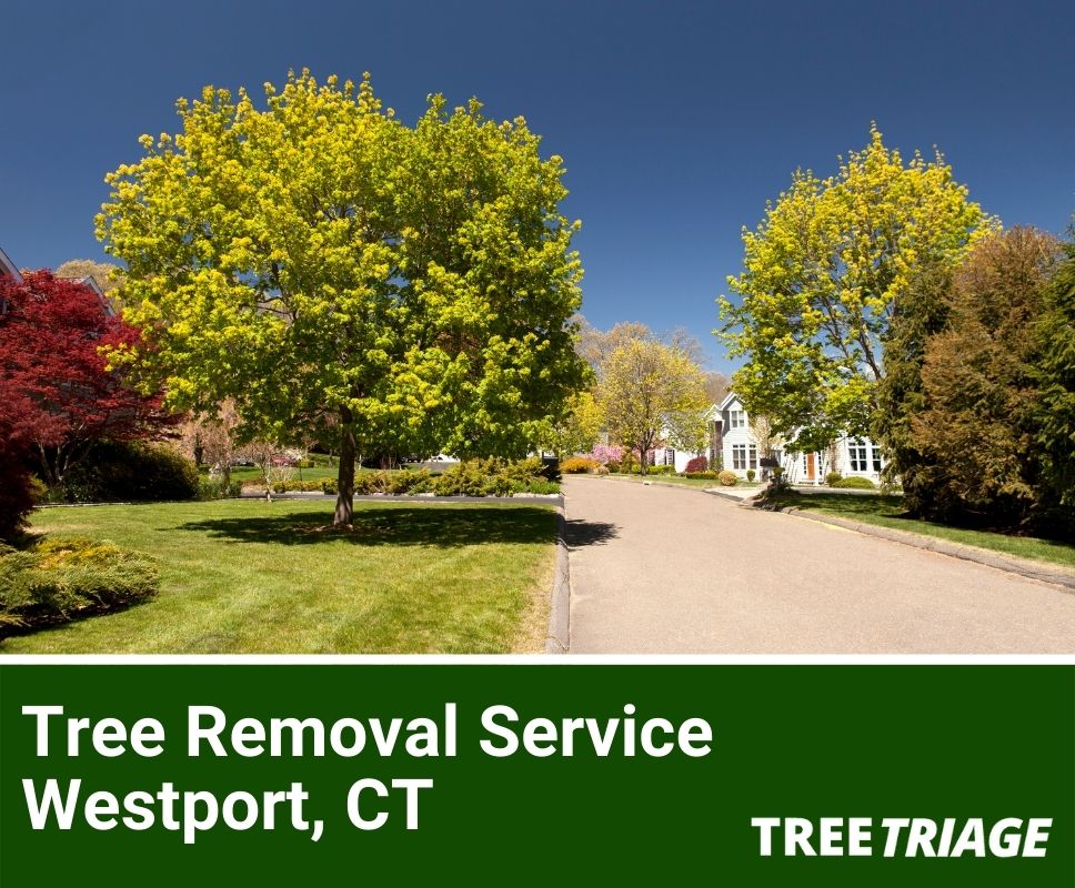 Tree Removal Service Westport, CT-1