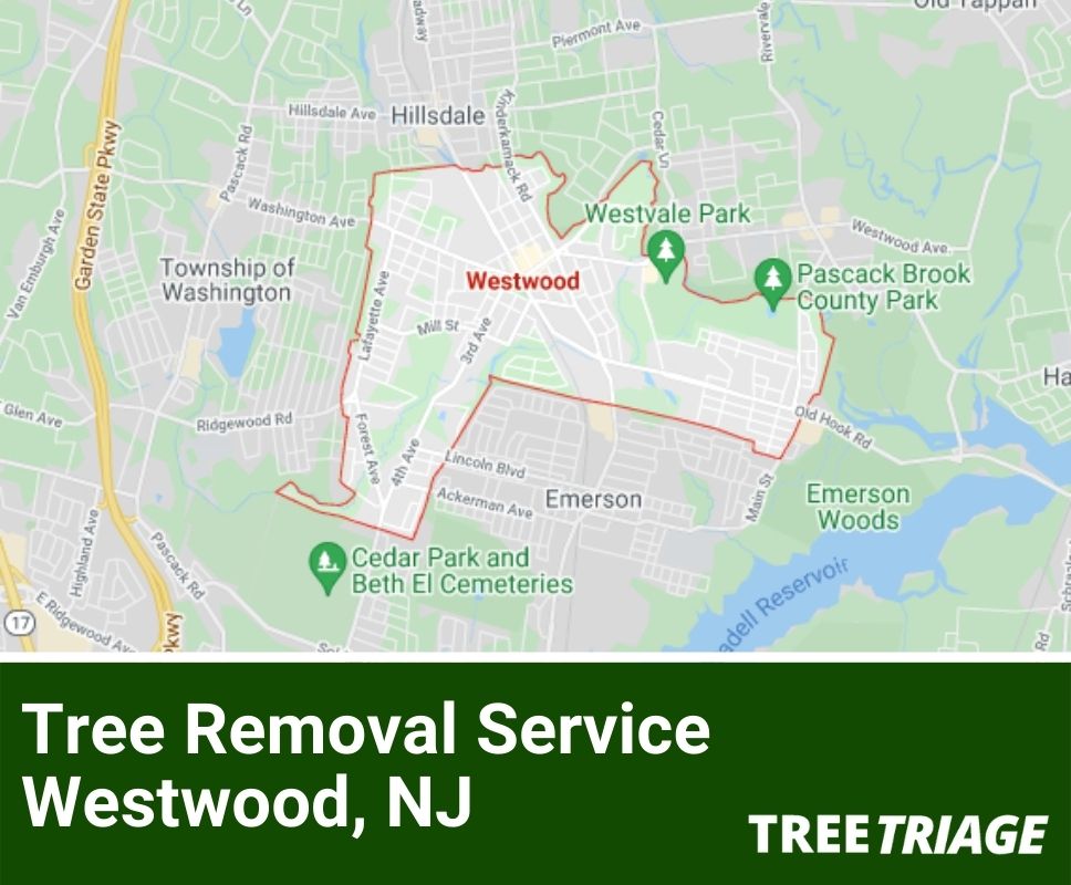 Tree Removal Service Westwood, NJ-1