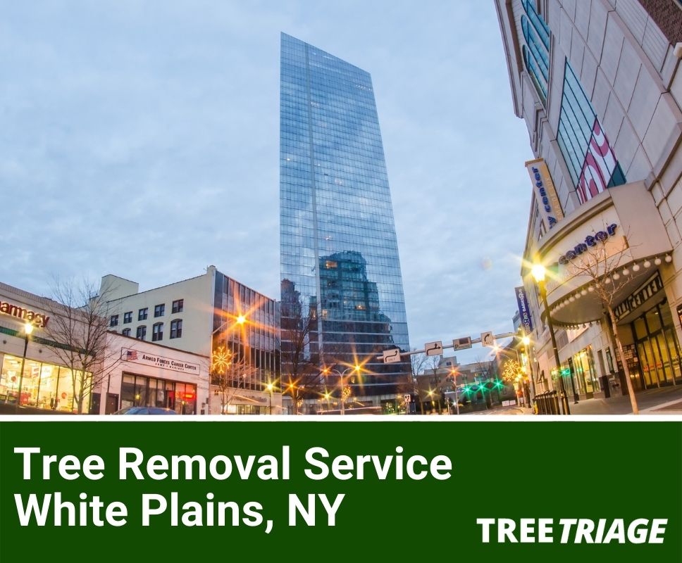 Tree Removal Service White Plains, NY-1