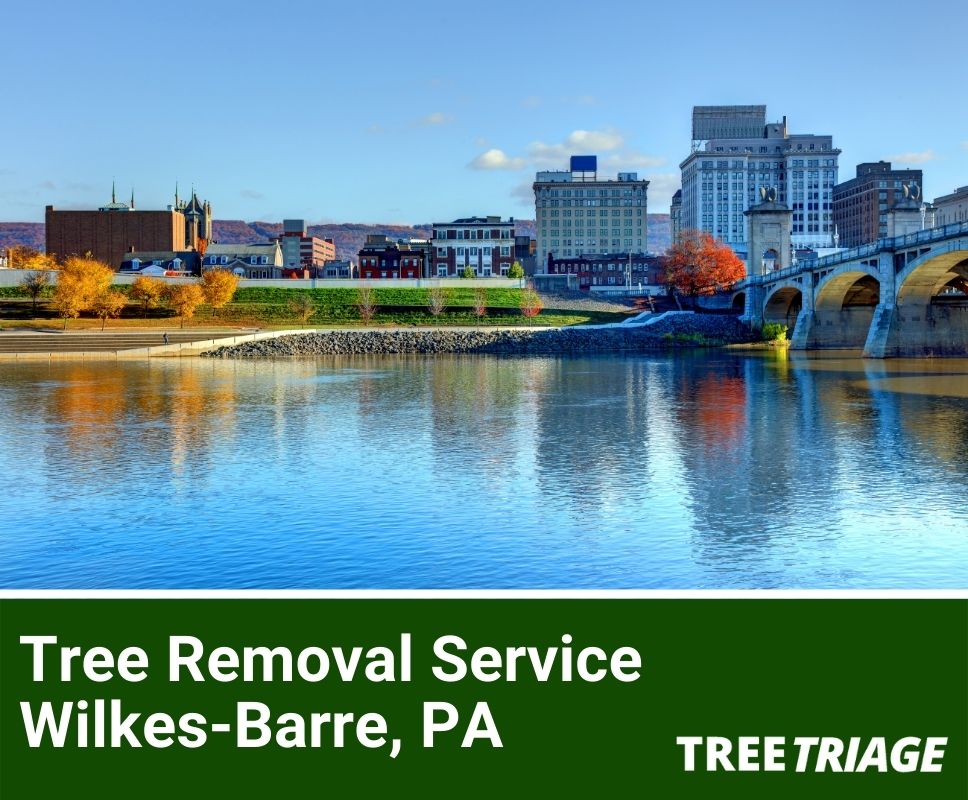Tree Removal Service Wilkes-Barre, PA-1