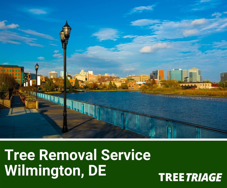 Tree Removal Service Wilmington, DE-1
