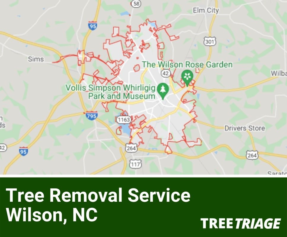 Tree Removal Service Wilson, NC-1