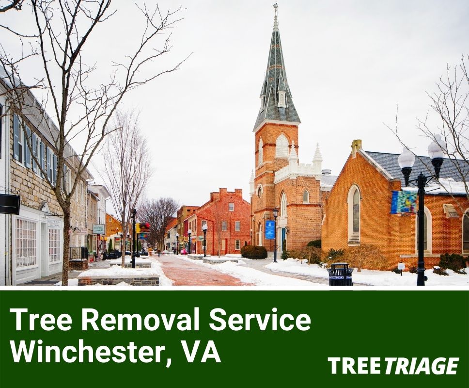 Tree Removal Service Winchester, VA(1)