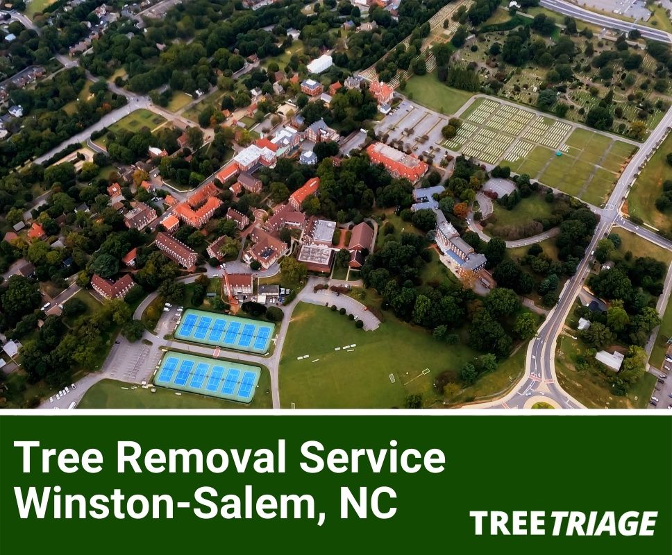 Tree Removal Service Winston-Salem, NC-1