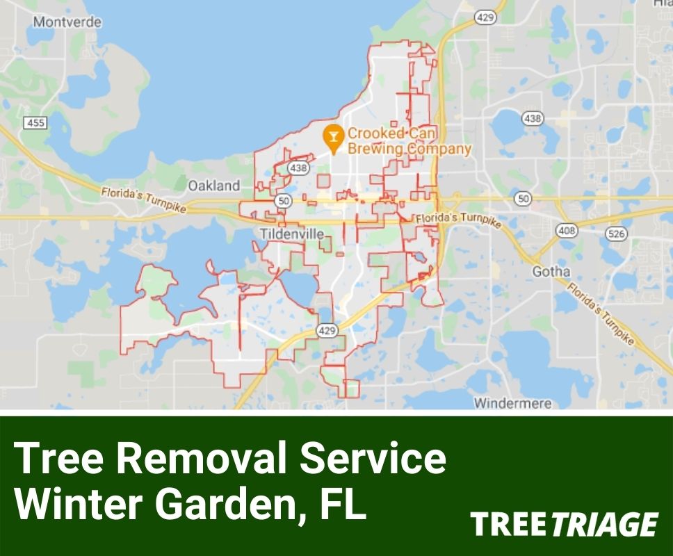 Tree Removal Service Winter Garden, FL-1